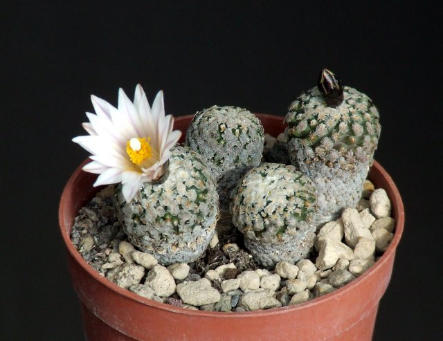 Turbinicarpus valdezianus v. albiflorus 