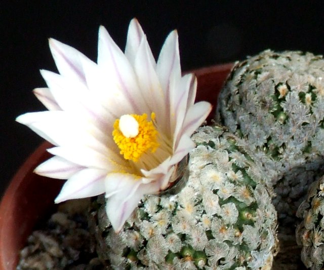 Turbinicarpus valdezianus v. albiflorus 