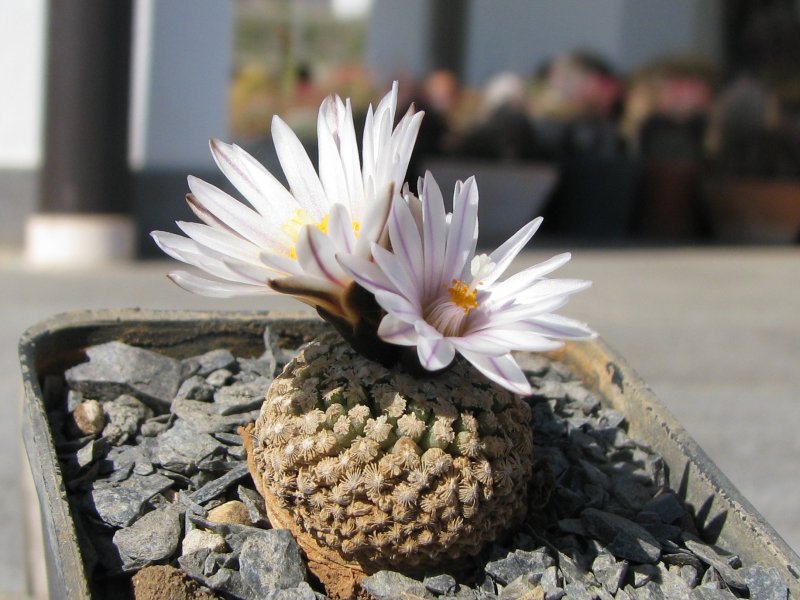 Turbinicarpus valdezianus v. albiflorus 