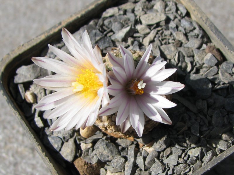 Turbinicarpus valdezianus v. albiflorus 