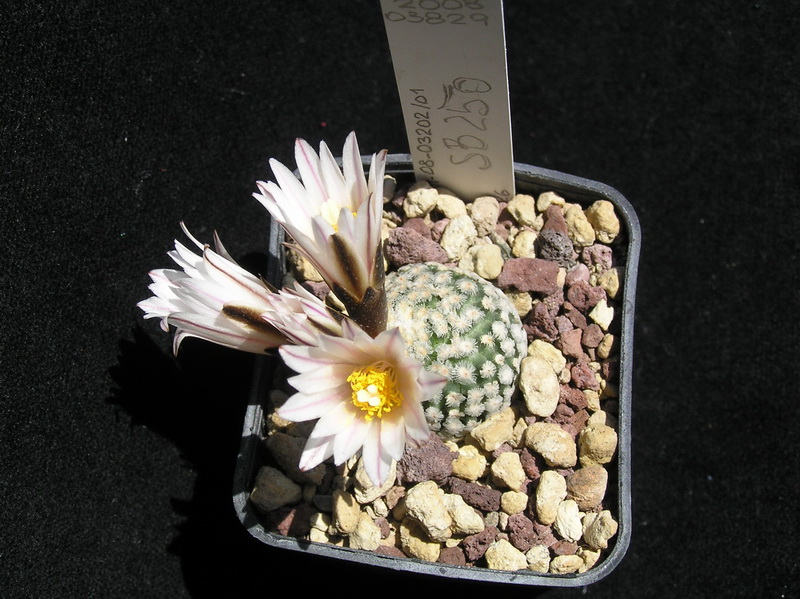 Turbinicarpus valdezianus v. albiflorus SB 250