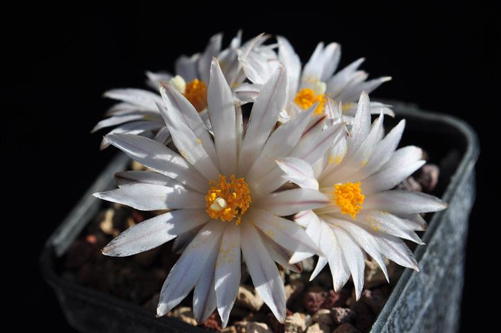 Turbinicarpus valdezianus v. albiflorus SB250