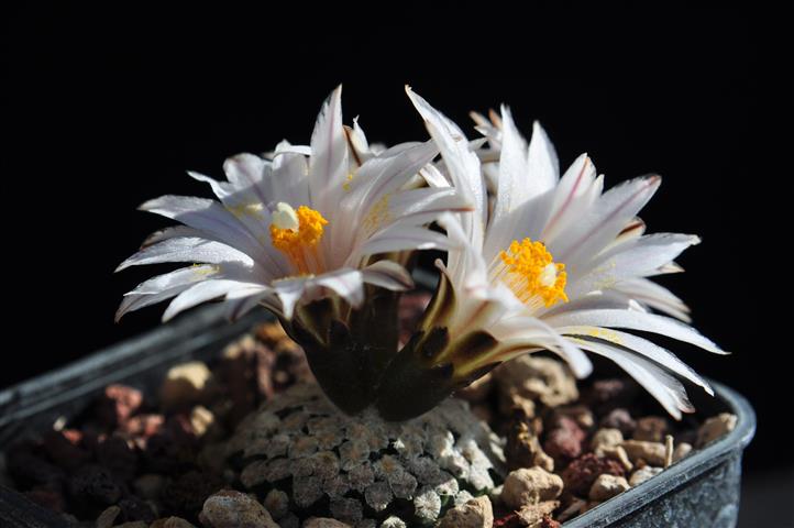 Turbinicarpus valdezianus v. albiflorus SB250