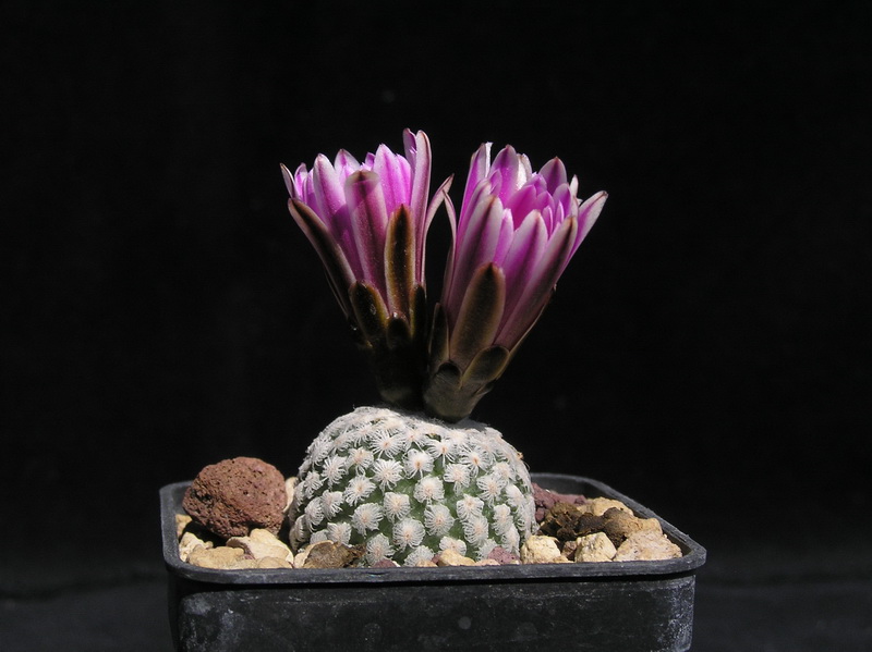 Turbinicarpus valdezianus 