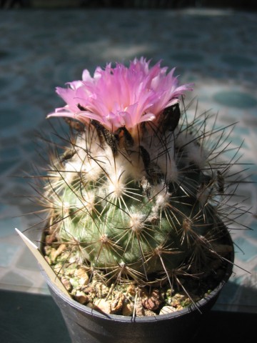 Turbinicarpus viereckii 