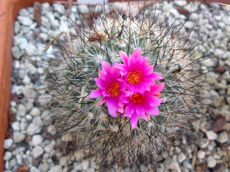 Turbinicarpus viereckii 