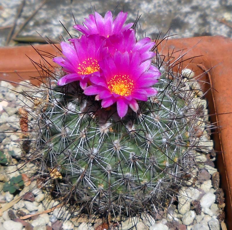 Turbinicarpus viereckii 