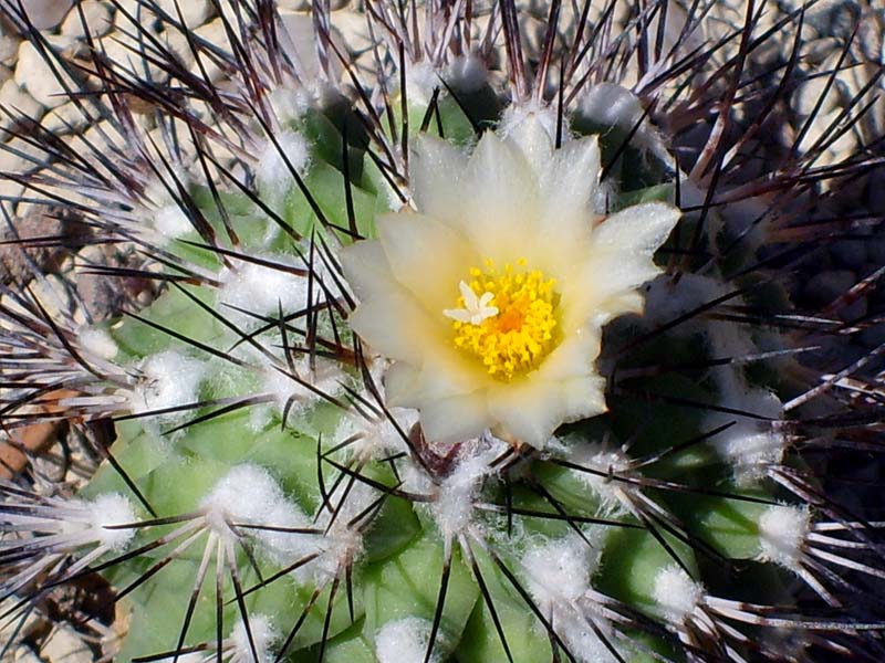 Turbinicarpus viereckii ssp. gielsdorfianus 