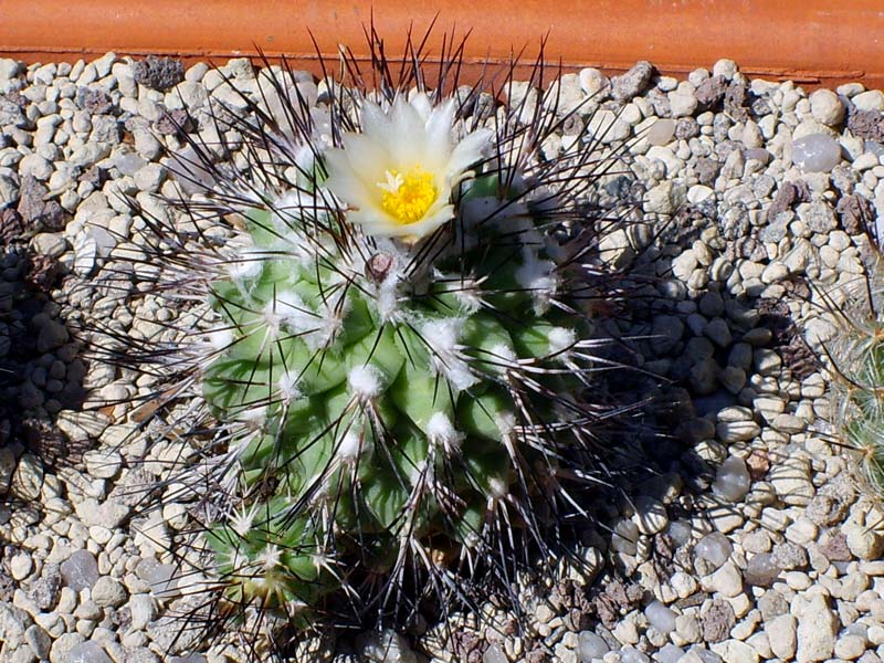 Turbinicarpus viereckii ssp. gielsdorfianus 