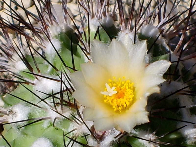 Turbinicarpus viereckii ssp. gielsdorfianus 