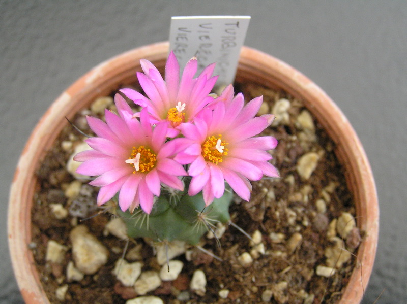 Turbinicarpus viereckii 