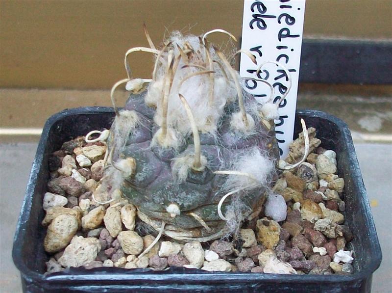 Turbinicarpus macrochele ssp. polaskii 