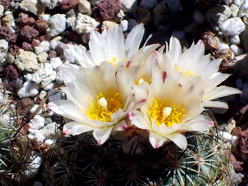 Turbinicarpus saueri ssp. ysabelae 