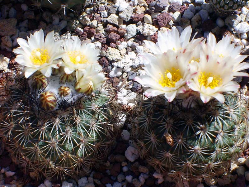 Turbinicarpus saueri ssp. ysabelae 