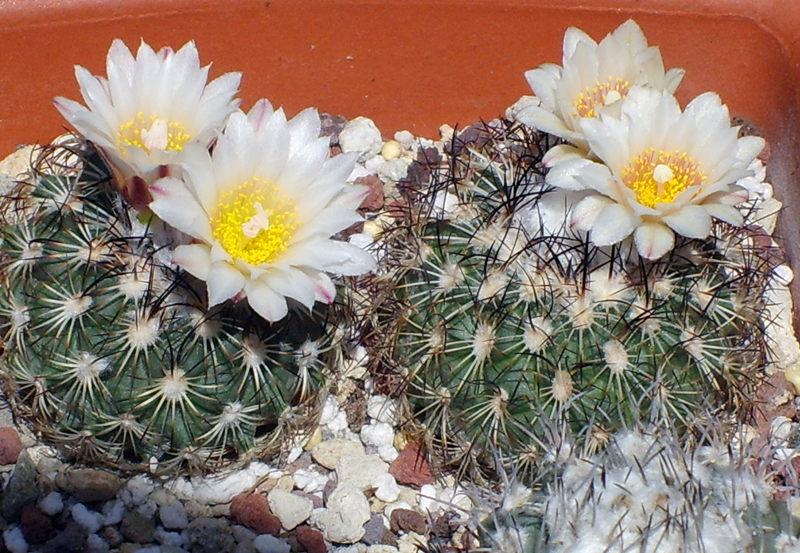 Turbinicarpus saueri ssp. ysabelae 