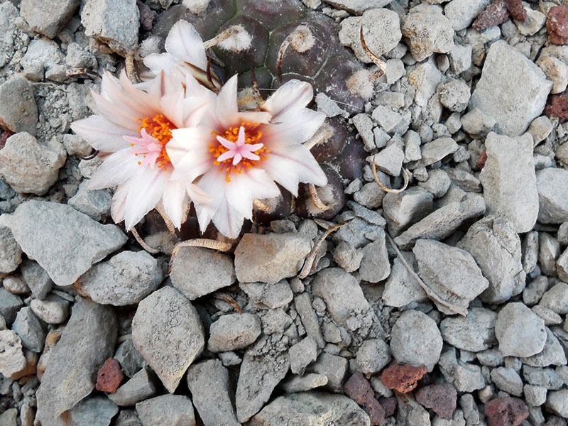 Turbinicarpus polaskii 