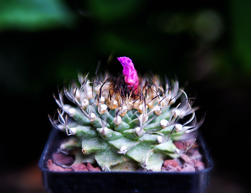 Turbinicarpus alonsoi 