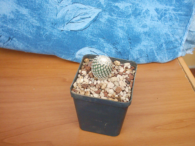 Turbinicarpus valdezianus v. albiflorus 