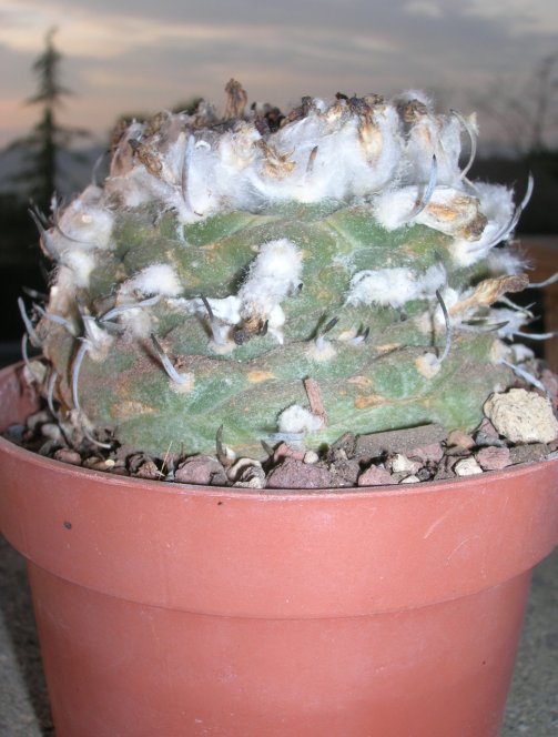 Turbinicarpus jauernigii 