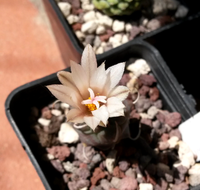 Turbinicarpus polaskii 