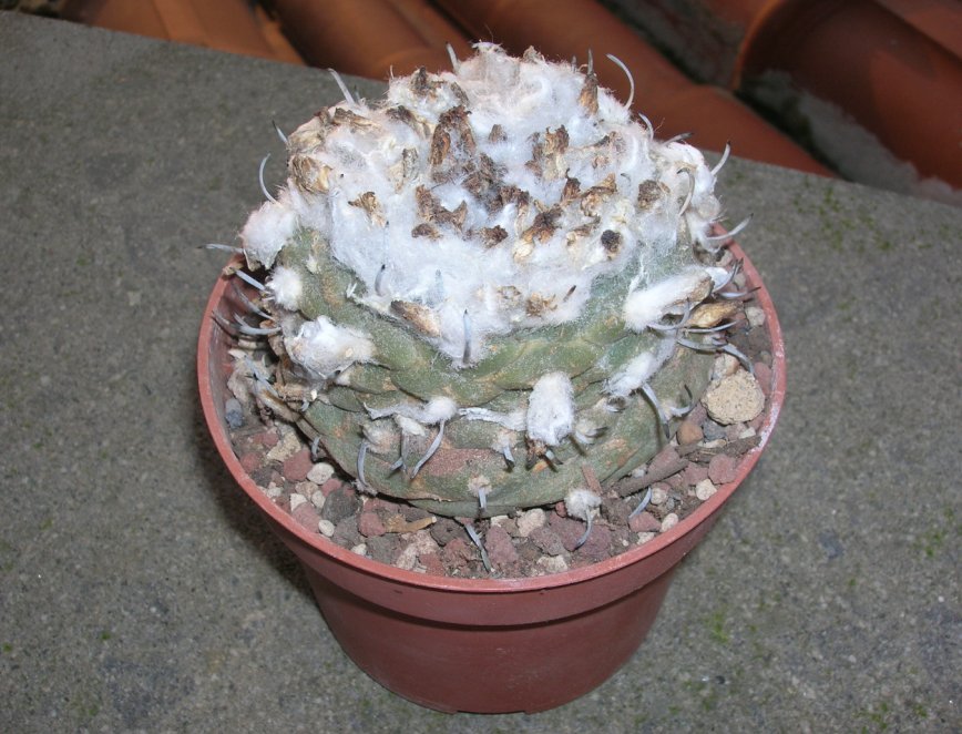 Turbinicarpus jauernigii 