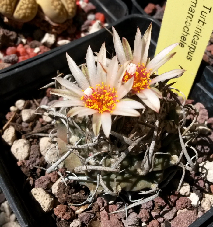 Turbinicarpus macrochele 