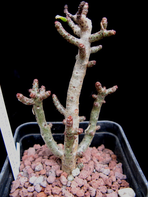 Tylecodon buchholzianus 