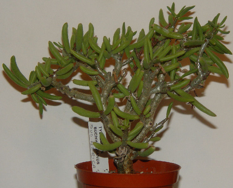 Tylecodon buchholzianus 