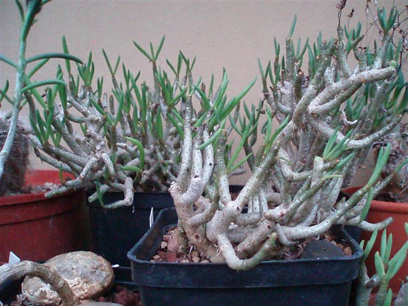 Tylecodon buchholzianus 