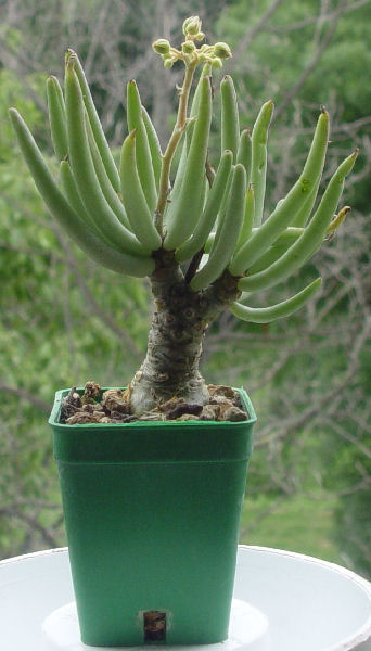 Tylecodon luteosquamatus 