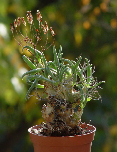 Tylecodon reticulatus 