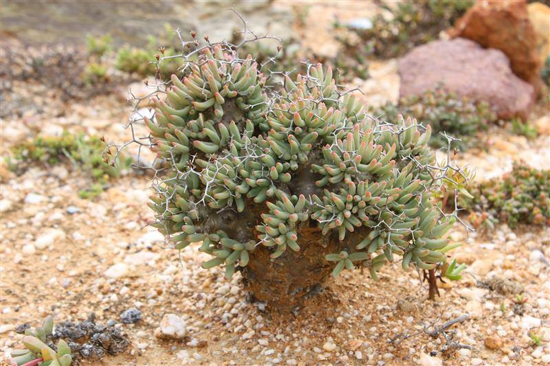 Tylecodon reticulatus 