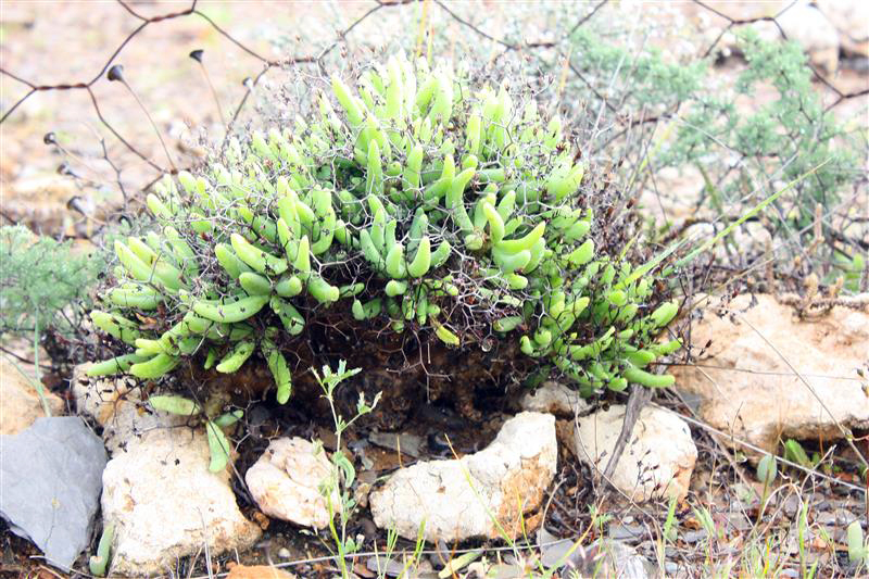 Tylecodon reticulatus 