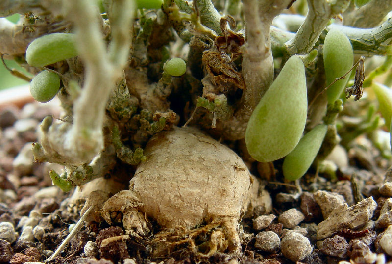 Tylecodon schaeferianus LAV 30239