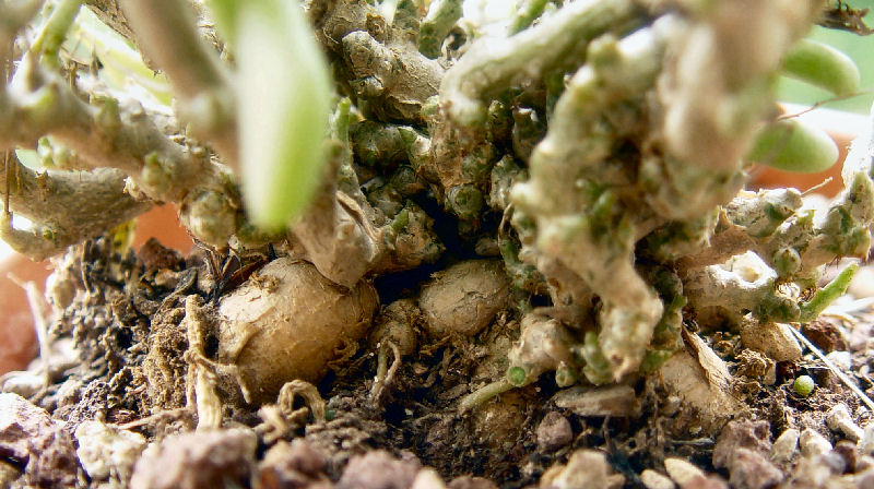 Tylecodon schaeferianus LAV 30239