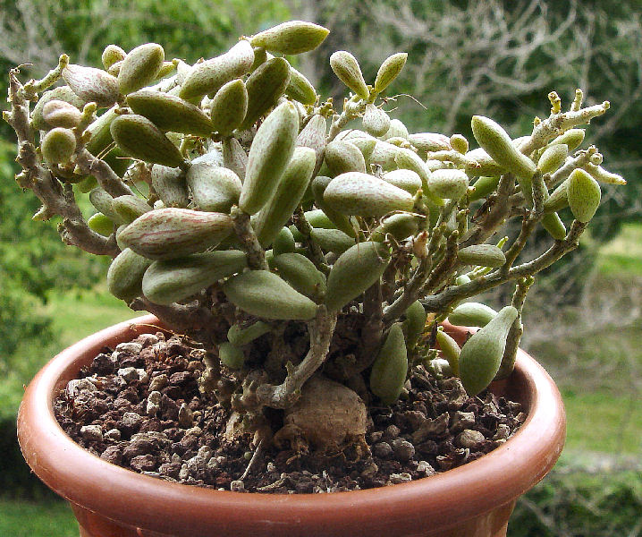 Tylecodon schaeferianus LAV 30239