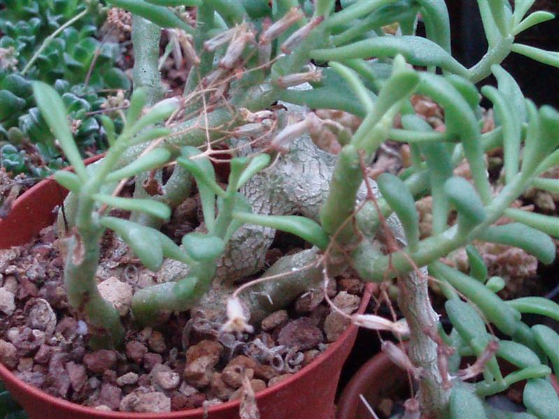 Tylecodon sinus-alexandri v. decipiens 