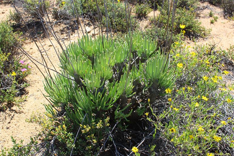 Tylecodon wallichii 