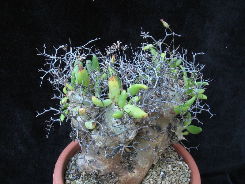 Tylecodon reticulatus 