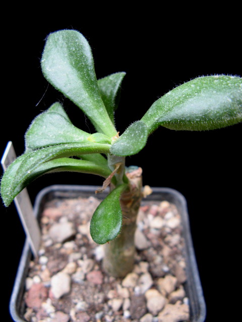 Tylecodon paniculatus 