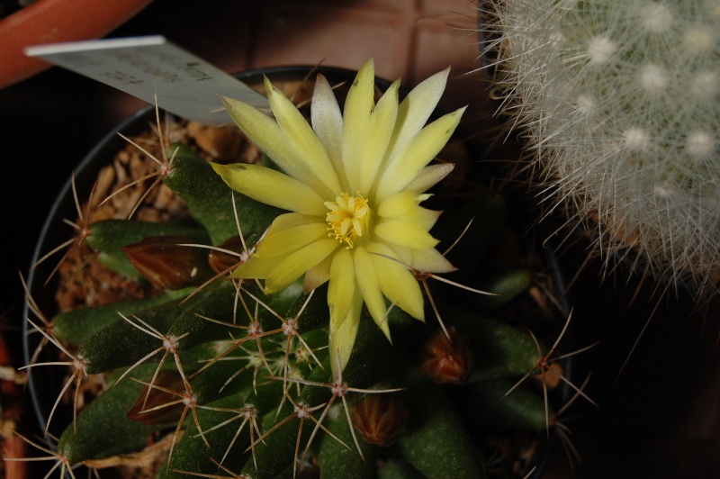 Mammillaria uberiformis 