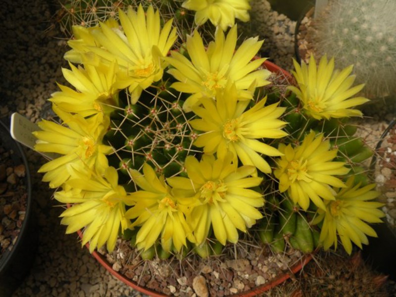 Mammillaria uberiformis 