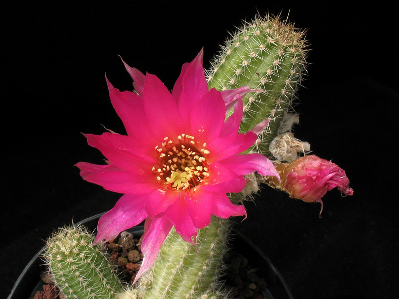 Chamaecereus cv. ubertino 