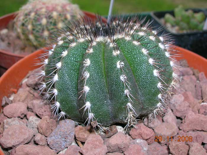 Uebelmannia pectinifera 