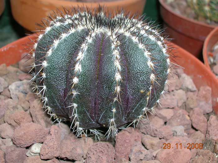 Uebelmannia pectinifera 