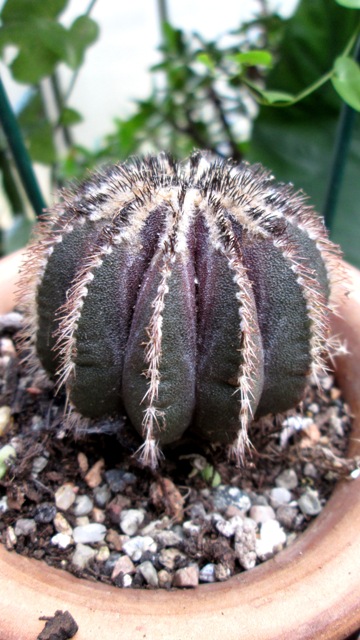 Uebelmannia pectinifera 