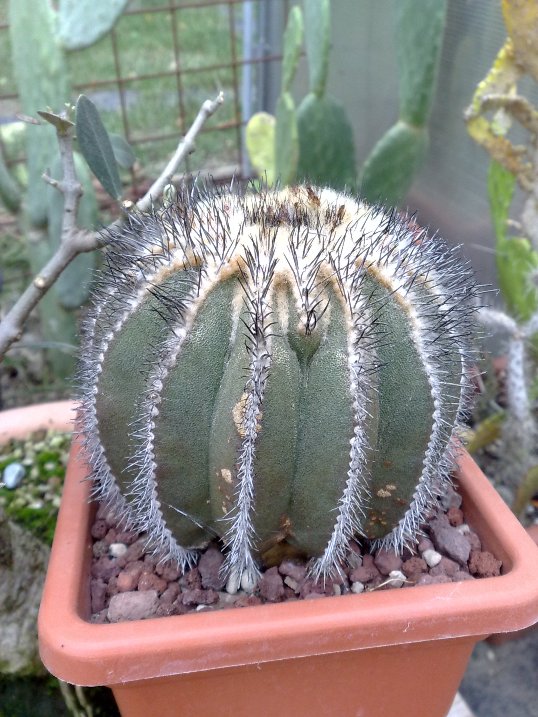 Uebelmannia pectinifera 