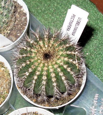 Uebelmannia pectinifera 