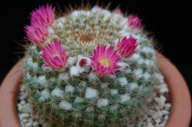 Mammillaria hertrichiana 