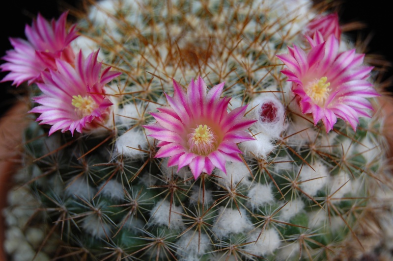 Mammillaria hertrichiana 